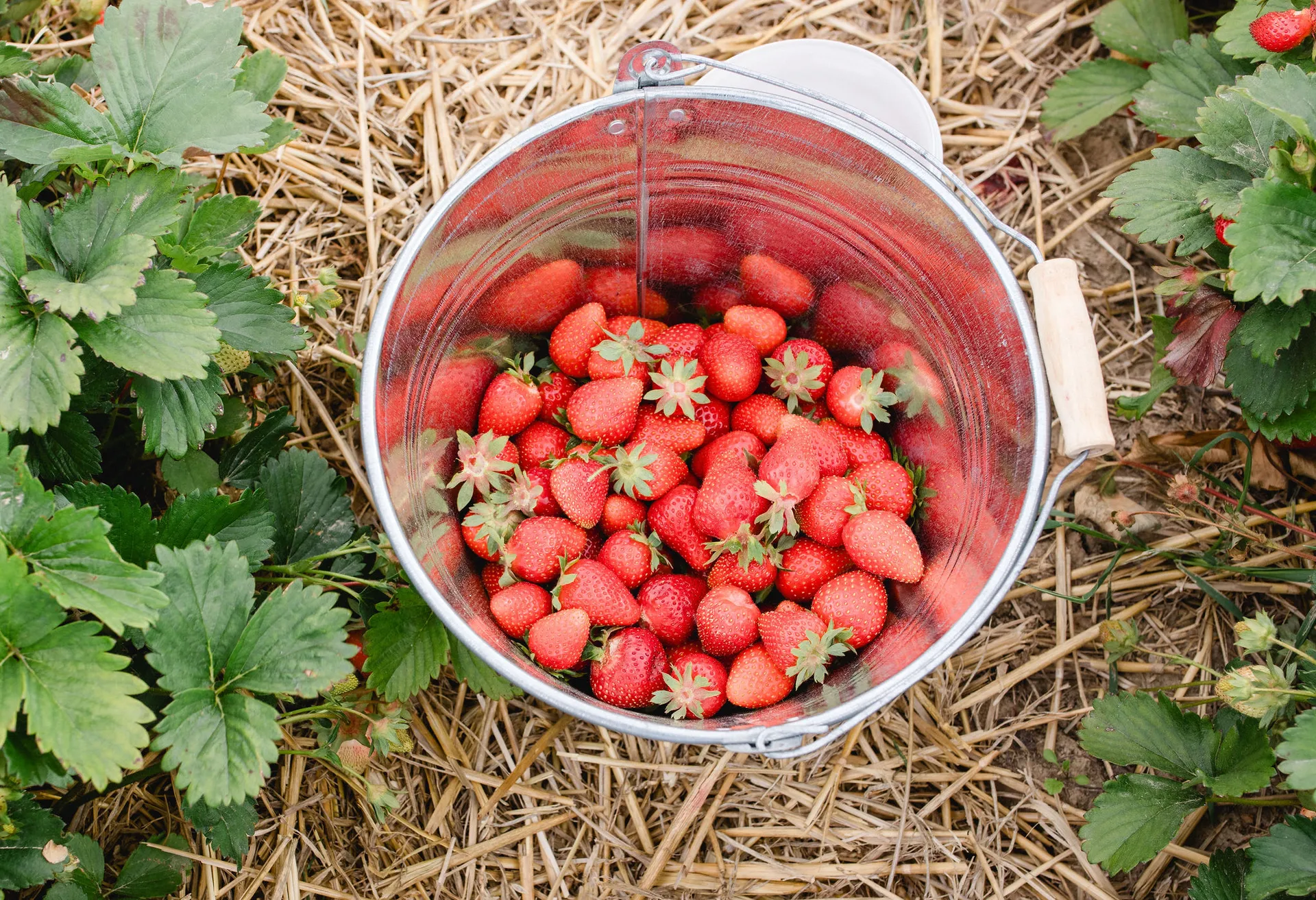 Voller Eimer mit frischen Erdbeeren